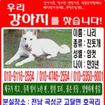 ★진도견 <b>여아</b>를 찾습니다!!★