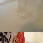 농<b>x</b> 해x탕면에서 애벌레 [사진有]