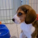 키우다 보면 주인몸에서 <b>사리</b>가 나온다는 전설의 개