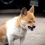 슈퍼스타<b>k</b> 서인국 &amp; 조문근 닮은 개, 폭소 ㅋㅋㅋㅋㅋㅋㅋㅋㅋ