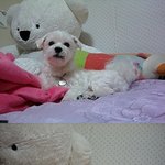 일년가까이 함께산 곰을 버렸어요