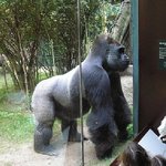 가장 힘센 <b>영장류</b>, 로랜드 고릴라