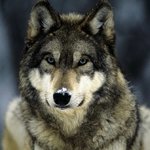 <b>살벌</b>한 맹수 들과 눈맞추기