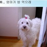 "오빠, 엄마가 밥먹으래" 시리즈 <b>최신</b> 업데이트