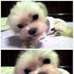 유기견 막둥이 잘 자라고 있어요~