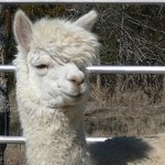 f(x) <b>앰버</b> 귀엽다 ㅎ