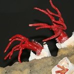 이상야릇한 생김새의 심해 <b>생물</b>들