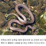 한국에 서식하는 <b>뱀</b>들, 독사 <b>조심</b> ㄷㄷ