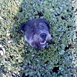 저희집 막둥이 삽살개가 없어졌습니다.