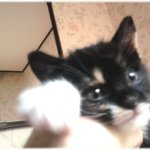 차에 치일뻔한 새끼고양이ㅠㅠ