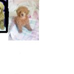 울강아지 어쩌면 좋죠..ㅠㅠ도와주세요..