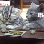 영화 하늘과 바다에 나오는 <b>야옹</b>이 이름이.....