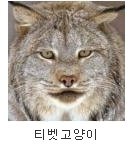 왠지 포스가 느껴지는 <b>티벳</b>의 동물들