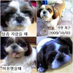 강원 원주/시<b>츄</b>/남/3세/강아지를 찾습니다ㅠㅠ