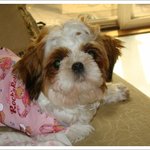 아파서 버림받은 유기견 몽이ㅠㅠ