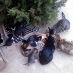 고양이10마리엄마에요 고양이<b>분양</b>받으실분찾아요ㅠ