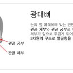 광대뼈성형수술