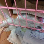 2달된 <b>요다</b>고양이를 입양해주세여
