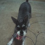 우리<b>슈슈</b> 너무 보고싶어요