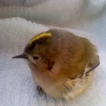 사진有) 죽어가는 <b>새</b>를 <b>회사</b>에 데리고 왔어요.