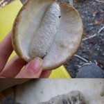 이과일먹어본사람희귀종임(사진有)