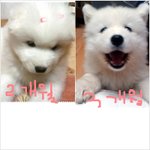 안녕하세요 저희 토레스를 소계합니다.