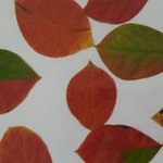 신기한 가을<b>낙엽</b>보세요 ^^