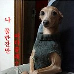 (사진有)완전 '개'같은경우 나를 <b>몸종</b>으로생각한 ...