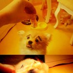 우리집 귀염<b>둥이</b> 애교 :)