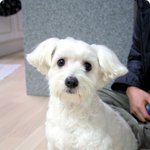 집잃은 개를 데려왔어요. 주인을 찾습니다.