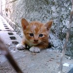 아기고양이(길냥이)가 다리가 부러졌어요..ㅜㅜ (사진有)