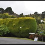 [에버글레이즈정원] 시드니 블루마운틴의 숨은 <b>명소</b>!! 정말 아름다워요