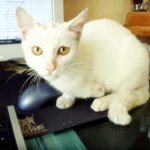 <b>다리</b>잘린 고양이(<b>사진</b>有)