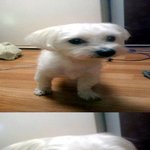 경기도 오산시 <b>궐동</b>에서 발견한 말티즈 남아 보호중입니다!!