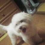 말티즈 6세 <b>남아</b> 단비를 찾습니다. ㅠㅠ