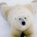 겉모습으로 판단하면 안되는 무서운 <b>동물</b>들 ㄷㄷㄷ