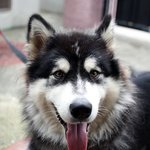 여수시 <b>국동</b> 남초등학교 후문 집나간 말라뮤트 찾습니다.