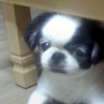 초특급 거짓말로 입양한 우리집강아지.