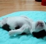 가을 타는 귀여운 <b>동물</b>들 모음 ㅋㅋ