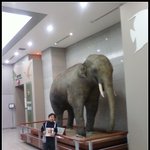 서대문 <b>자연사</b> 박물관-1