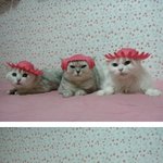 <b>소희</b>닮은고양이