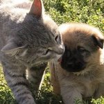 개와 고양이...<b>니들</b> 혹시 연애하냐