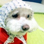 비련의 강아지
