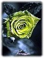 <b>가슴</b><b>높이</b>...