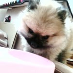 우리 강아지가 많이 아파요ㅠㅠ