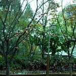 공원에서 <b>사과나무</b>를보다 !