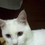 니들 고양이 좋아해?