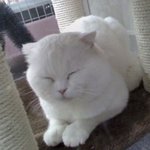 <b>동네</b> 동물<b>병원</b>에서 본 고양이
