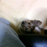 [사진有]쓰레기 <b>더미</b>에 있던 강아지를 데리고 왔어요