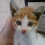 (사진有)죽어가던 고양이를 데려다 키운 사연^^